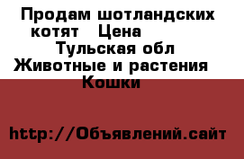 Продам шотландских котят › Цена ­ 5 000 - Тульская обл. Животные и растения » Кошки   